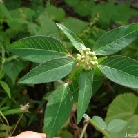 Euphorbia heterophylla L.